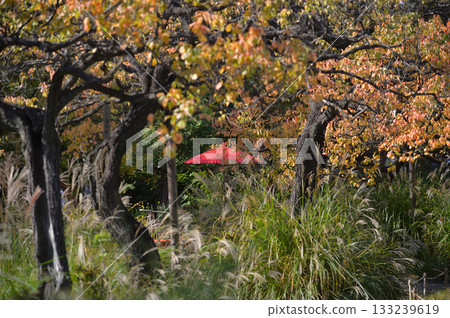 Mukojima Hyakkaen, autumn scenery 133239619