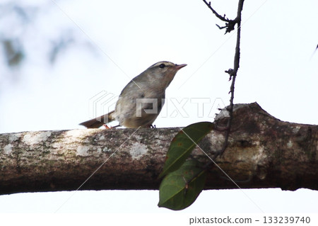 A wild bird, a Japanese bush warbler, perched on a branch A wild bird, a Japanese bush warbler, perched on a branch 133239740
