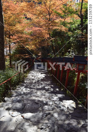 November 16, 2025 Kifune Shrine 16th 133239789