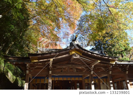 November 16, 2025 Kifune Shrine 16th 133239801