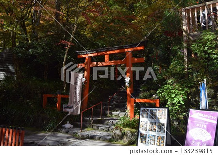 November 16, 2025 Kifune Shrine 16th November 16, 2025 Kifune Shrine 16th 133239815