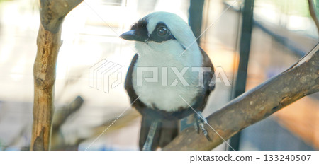 beautiful photo of a poksay bird perched on a branch 133240507