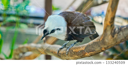 beautiful photo of a poksay bird perched on a branch beautiful photo of a poksay bird perched on a branch 133240509