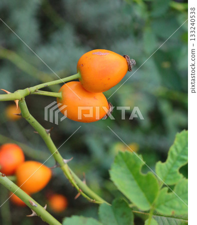 開始變成橘色的玫瑰果 133240538