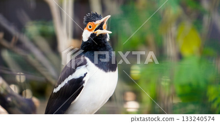 beautiful photo of a starling perched on a branch 133240574