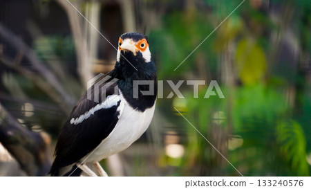 beautiful photo of a starling perched on a branch beautiful photo of a starling perched on a branch 133240576