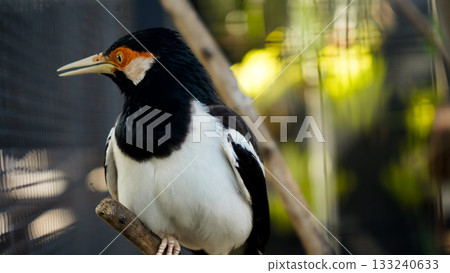 beautiful photo of a starling perched on a branch 133240633