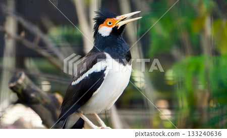beautiful photo of a starling perched on a branch beautiful photo of a starling perched on a branch 133240636
