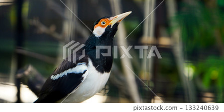beautiful photo of a starling perched on a branch beautiful photo of a starling perched on a branch 133240639