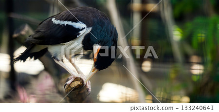 beautiful photo of a starling perched on a branch 133240641
