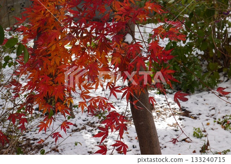 Bright red autumn leaves on a tree 133240715
