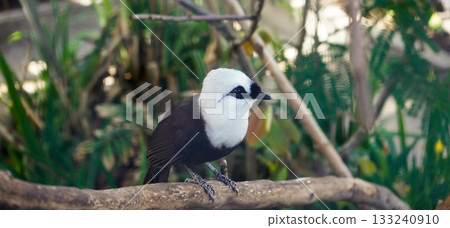 beautiful photo of colorful koi fish in a pond beautiful photo of colorful koi fish in a pond 133240910