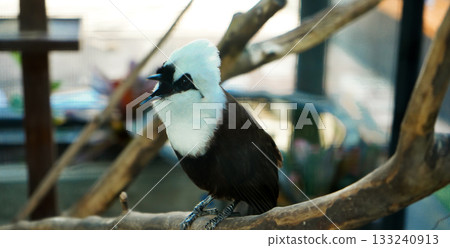beautiful photo of colorful koi fish in a pond beautiful photo of colorful koi fish in a pond 133240913