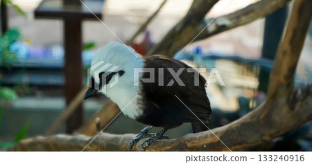 beautiful photo of colorful koi fish in a pond beautiful photo of colorful koi fish in a pond 133240916