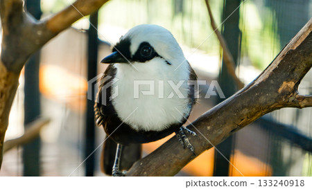 beautiful photo of colorful koi fish in a pond beautiful photo of colorful koi fish in a pond 133240918