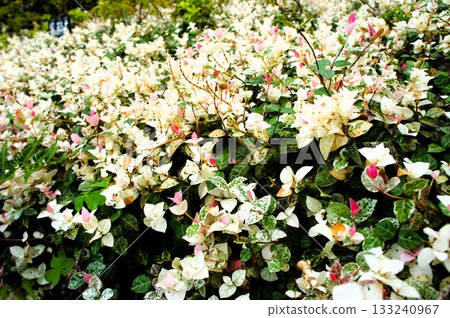 Blooming snow vine 133240967
