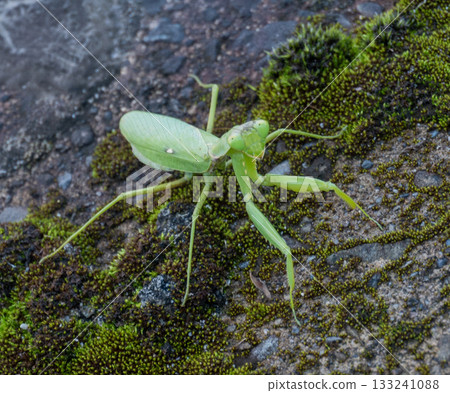 螳螂在苔蘚上 133241088