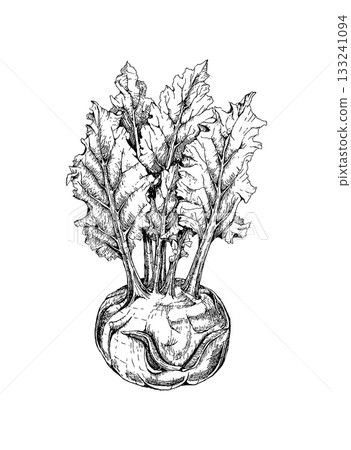 Kohlrabi hand drawn monochrome line art illustration Kohlrabi hand drawn monochrome line art illustration 133241094