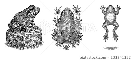 青蛙鋼筆畫套裝（坐姿、俯視、跳躍） 133241332