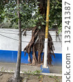 Tropical tree roots 133241387
