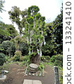 Enoshima Tree 133241410