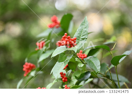 紅色千菱果實 紅色千菱果實 133241475