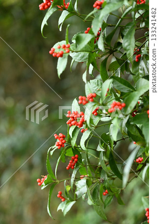 紅色千菱果實 紅色千菱果實 133241482