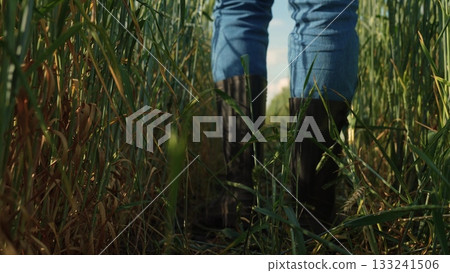 Farmer walking in the field, Boots in tall grass, Exploring wheat crops, Rural lifestyle moments, Close up boots on farmland, Agricultural worker on duty, Working on a sunny day, Nature and farming Farmer walking in the field, Boots in tall grass, Exploring wheat crops, Rural lifestyle moments, Close up boots on farmland, Agricultural worker on duty, Working on a sunny day, Nature and farming 133241506