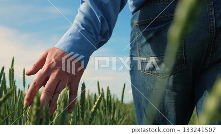 Farmer hand touching wheat field, Man walking in green wheat field, Agriculture and nature concept, Close-up of hand above crops, Blue sky and golden field, Summer rural landscape, Natural farming Farmer hand touching wheat field, Man walking in green wheat field, Agriculture and nature concept, Close-up of hand above crops, Blue sky and golden field, Summer rural landscape, Natural farming 133241507