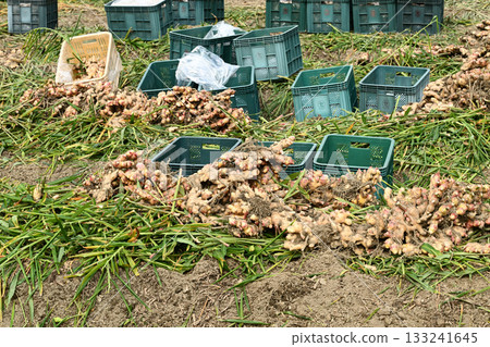 Ginger being harvested 133241645