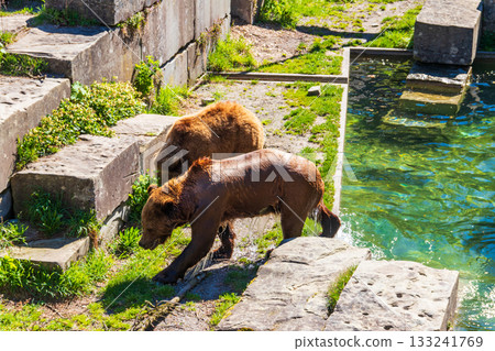 Bears in Bear Pit in Bern, Switzerland. Bear is a symbol of Bern city 133241769