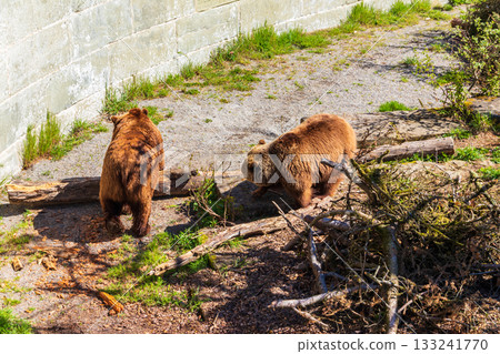 Bears in Bear Pit in Bern, Switzerland. Bear is a symbol of Bern city Bears in Bear Pit in Bern, Switzerland. Bear is a symbol of Bern city 133241770