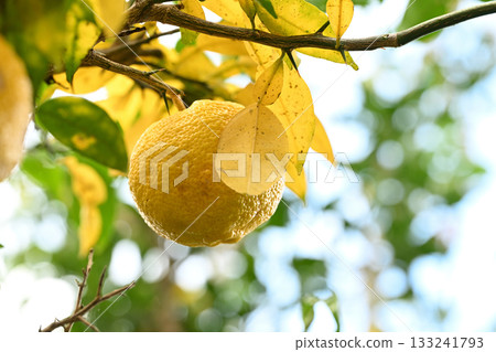 Ripe Yuzu (Yuzu) Ripe Yuzu (Yuzu) 133241793