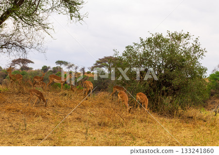 Herd of impalas (Aepyceros melampus) in Tarangire National Park, Tanzania 133241860
