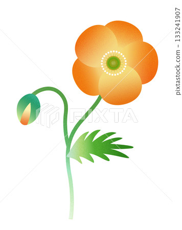 Poppy flowers 133241907