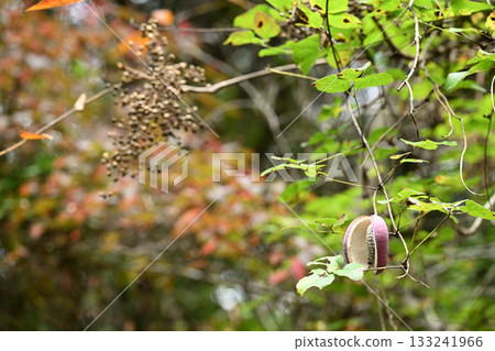 木通(Kidori)和里山的秋色 木通(Kidori)和里山的秋色 133241966