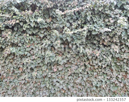 Faded green ivy climbing up a wall as a monochrome natural textured background full frame, evergreen lush bindweed creeping up a steep wall of a building or fence, wild creeping deciduous plant 133242357