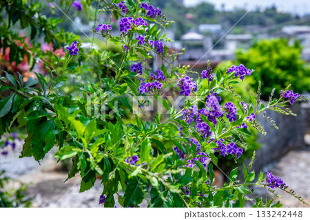 Taiwan Forsythia 133242448