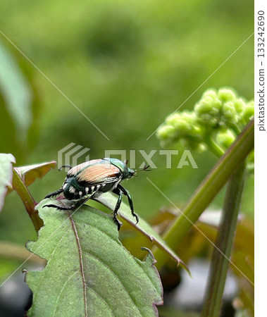 Japanese beetle eating Cabbage leaves 133242690