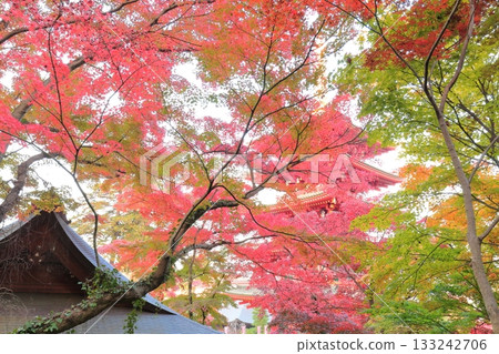 Hino City Takahata Fudoson Five-storied pagoda and colored leaves Hino City Takahata Fudoson Five-storied pagoda and colored leaves 133242706