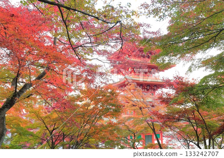 Hino City Takahata Fudoson Five-storied pagoda and colored leaves Hino City Takahata Fudoson Five-storied pagoda and colored leaves 133242707