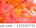 明亮的秋葉 133242730