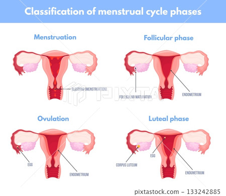 Menstrual cycle phases. Menstruation period uterus ovary infographic chart, follicular ovulation luteal phase progesterone reproductive system education, neat vector illustration Menstrual cycle phases. Menstruation period uterus ovary infographic chart, follicular ovulation luteal phase progesterone reproductive system education, neat vector illustration 133242885
