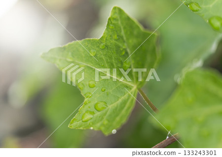 Ivy Green Background 133243301