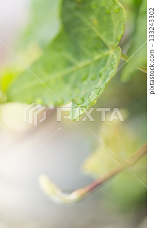 Ivy Green Background 133243302