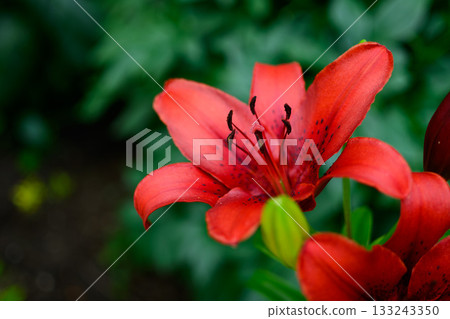 Group of Bright Red Lilies with Buds and Flowers among Green Leaves in the Garden 133243350