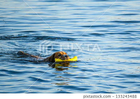 Cheerful Dog Swimming with Yellow Toy in Lake 133243488