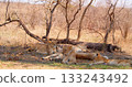 Group of lionesses rest after a night of hunting in the savannah. 133243492