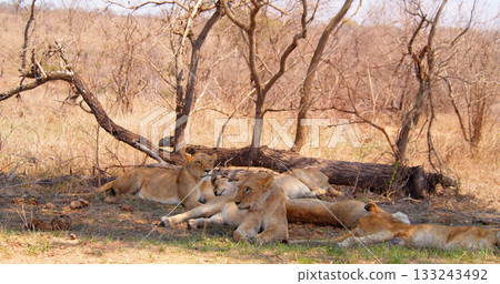 Group of lionesses rest after a night of hunting in the savannah. Group of lionesses rest after a night of hunting in the savannah. 133243492