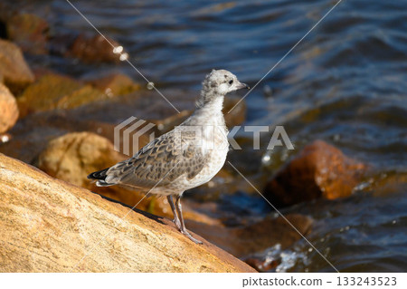 Small Seagull on Rock by Lake on Sunny Day 133243523